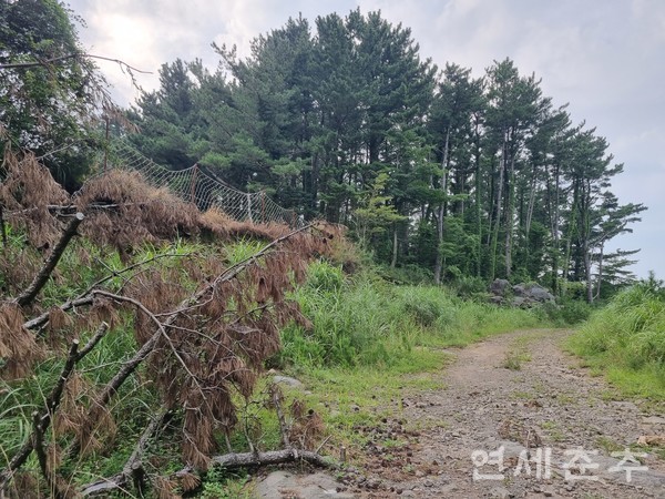▶▶ 철장으로 둘러싸인 오라관광단지 부지는 나무가 쓰려져있는 등 폐허가 가까운 모습으로 남아있다.